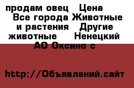  продам овец › Цена ­ 100 - Все города Животные и растения » Другие животные   . Ненецкий АО,Оксино с.